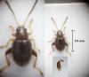 Longitarsus fulgens